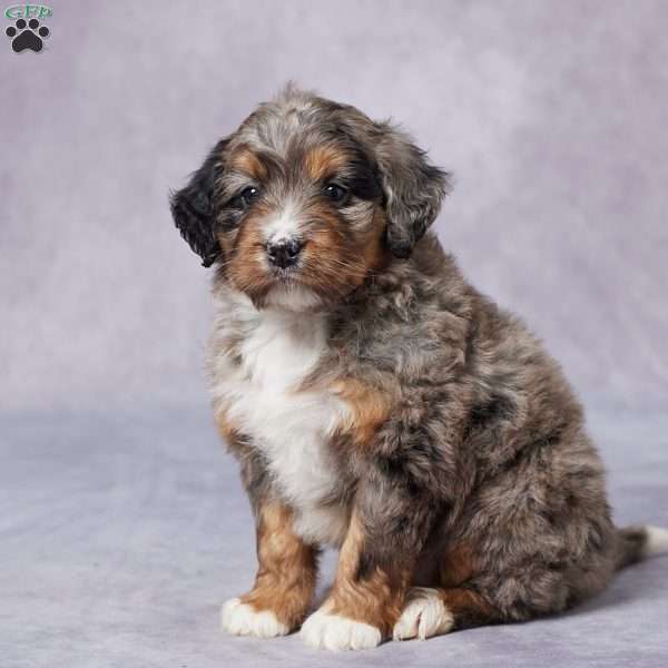 Penny, Mini Bernedoodle Puppy